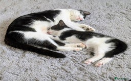 Mixed Breed cats for sale: Cute kittens for sale  - Image 1