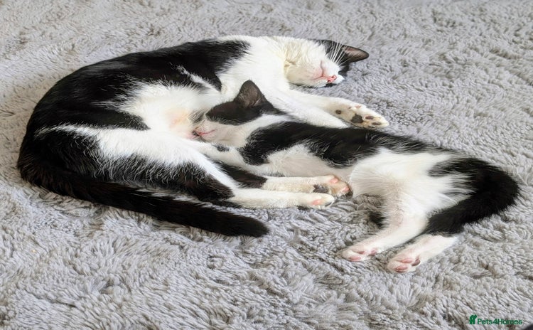 Mixed Breed cats - Advert 8
