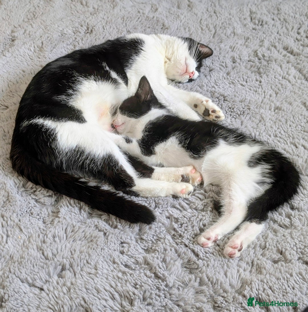 Mixed Breed cats for sale: Cute kittens for sale  - Image 1