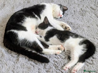 Mixed Breed cats - Advert 19