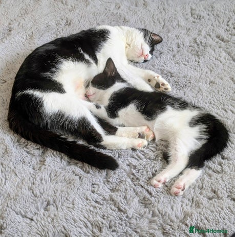 Mixed Breed cats - Advert 10