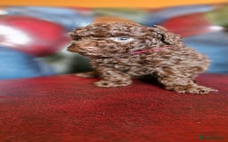 Toy Poodle dogs for sale: Gorgeous chocolate tiny toy poodles  - Image 21