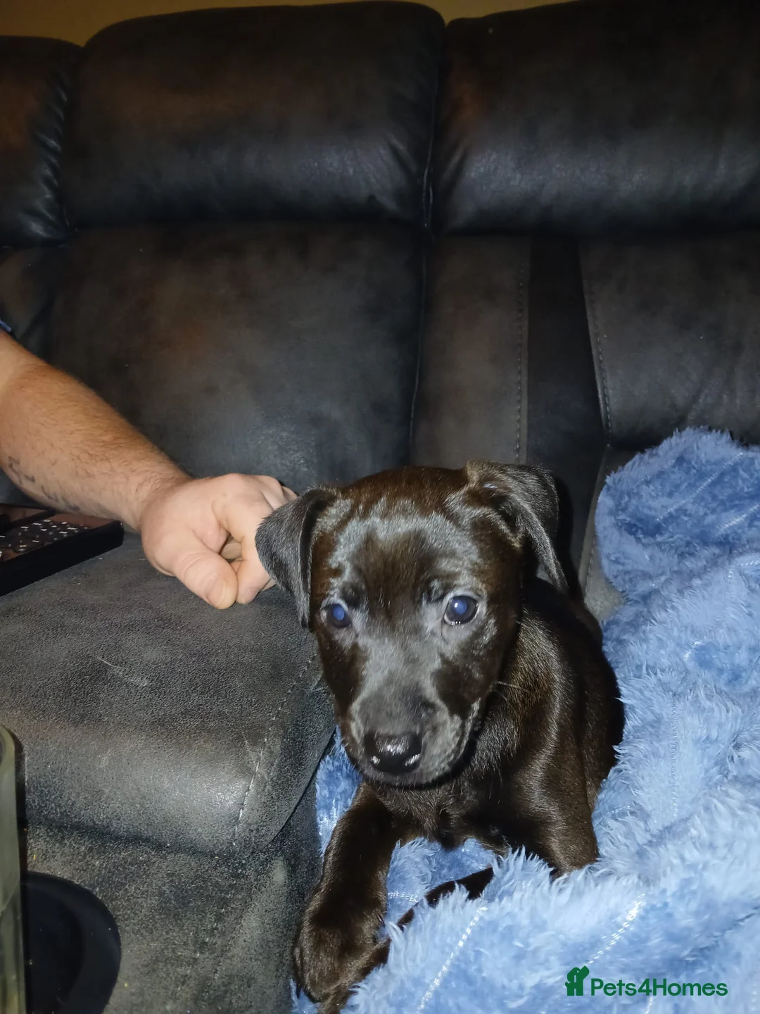 Patterdale Terrier dogs for sale: Patterdake terrier pup - Advert 2