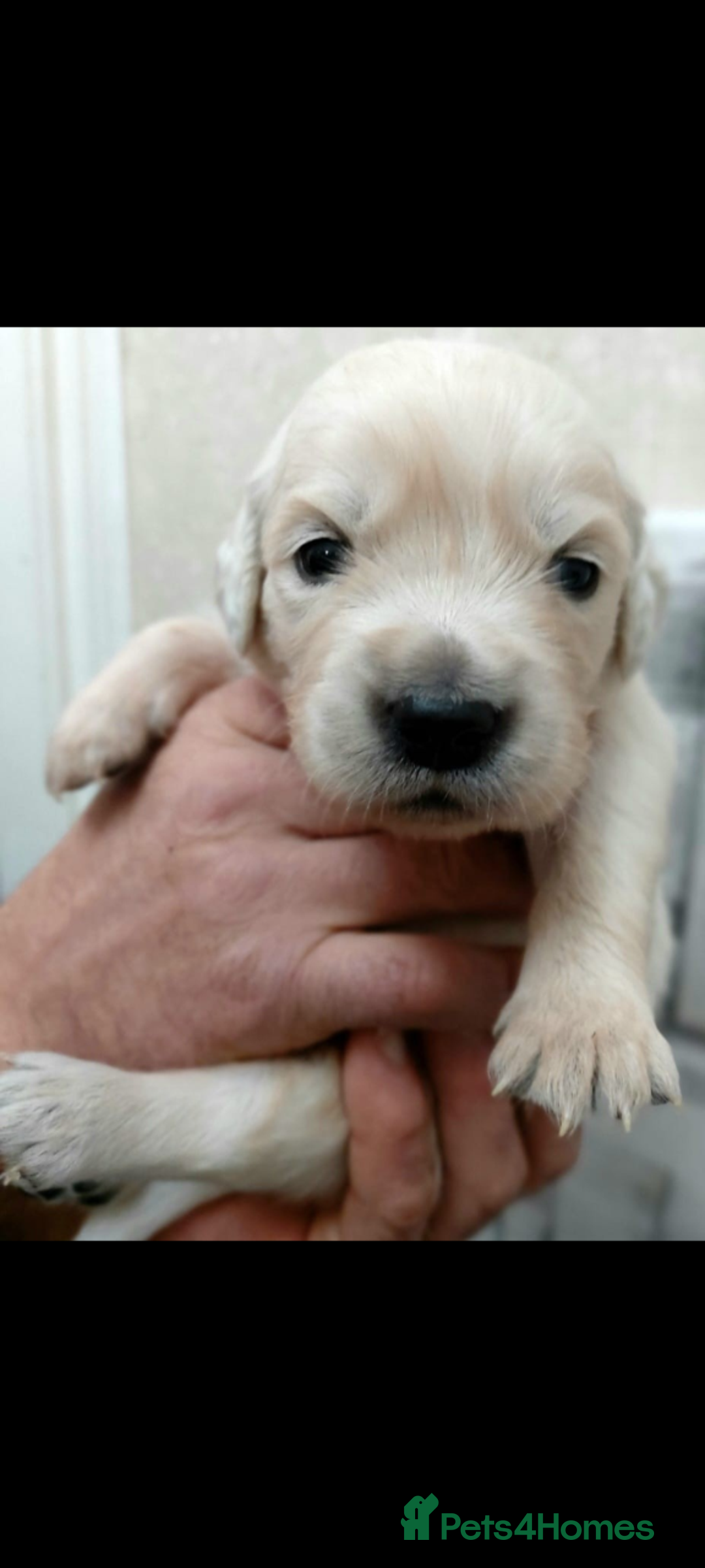 Golden Retriever dogs for sale: Golden retriever puppies for sale  - Advert 21