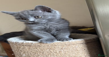 Scottish Fold cats - Advert 4