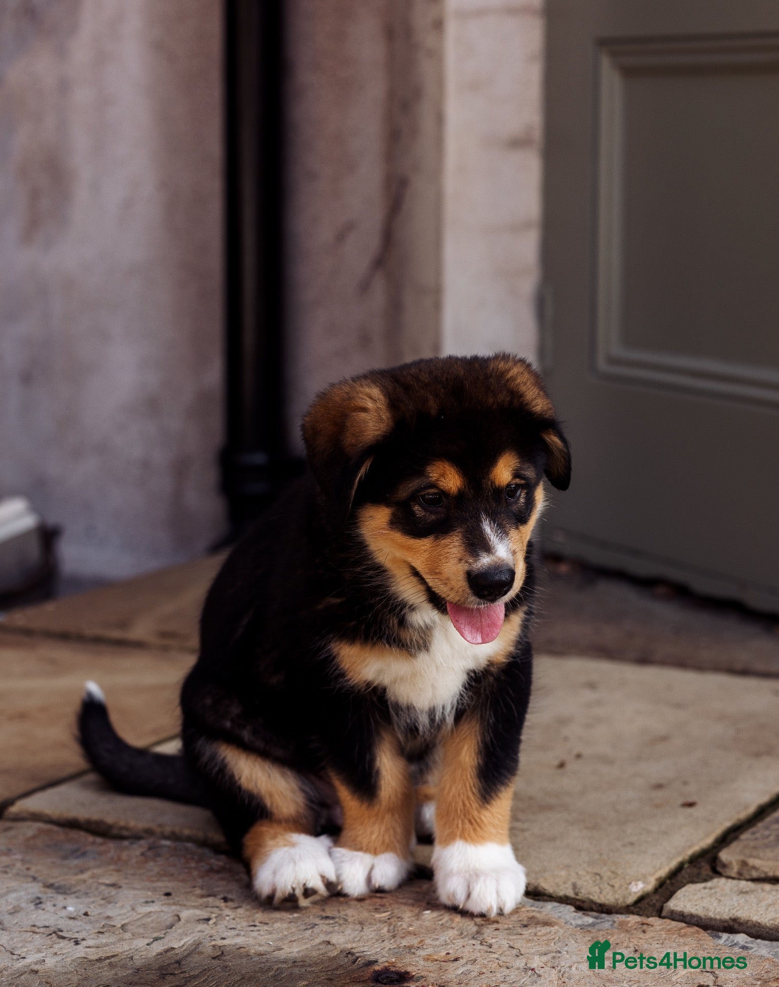 Mixed Breed dogs Bernese Mountain Dog x Alaskan Malamute puppies  - Advert 3