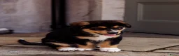 Mixed Breed dogs for sale: Bernese Mountain Dog x Alaskan Malamute puppies  - Advert 1