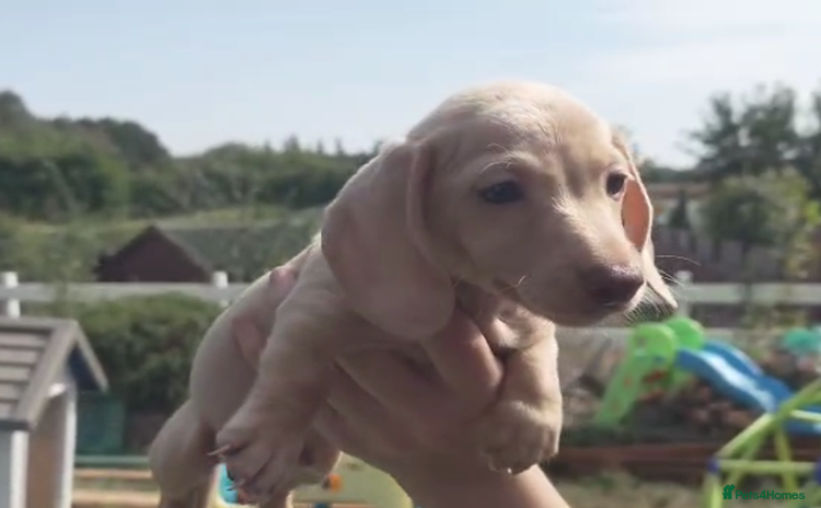 Miniature Dachshund dogs - Advert 12