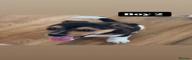 Jack Russell 2