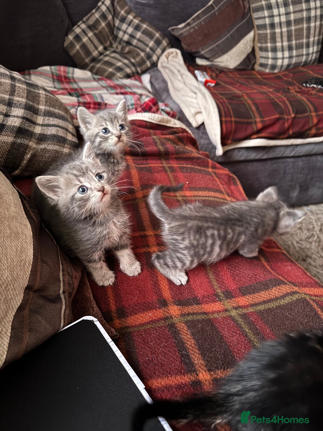 Mixed Breed cats for sale: I have 4 beautiful babies 3 boys 1 girl - Advert 14