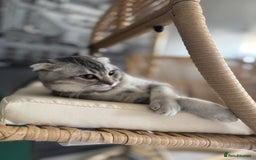 Scottish Fold cats for sale: Scottish Fold Kittens Ready for Permanent Homes ✨ - Image 12