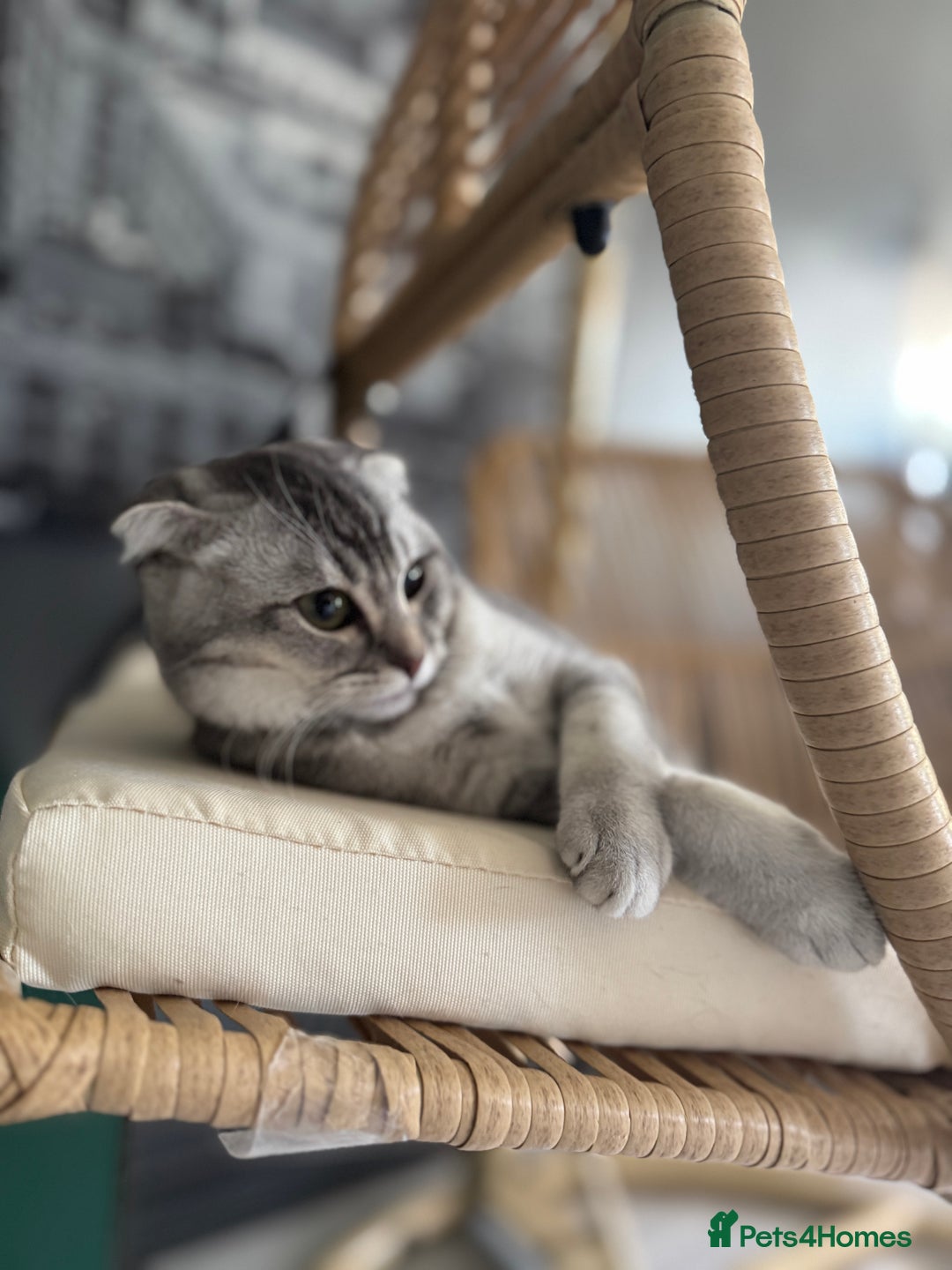 Scottish Fold cats for sale: Scottish Fold Kittens Ready for Permanent Homes ✨ - Image 12