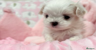 Maltese dogs - Advert 2