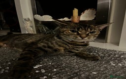 Bengal cats for sale: Half Bengal Cat Female - Image 2