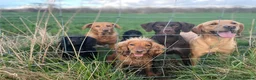 Cocker Spaniel dogs for sale: Fantasticly Bred Health Tested Cockers  - Advert 22