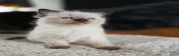 Ragdoll cats for sale: Beautiful Ragdol Kittens  - Advert 3