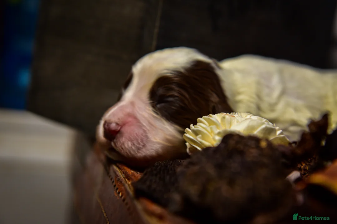 Cocker Spaniel dogs for sale: Beautiful Soft Natured Cocker Spaniels KC Reg - Advert 7