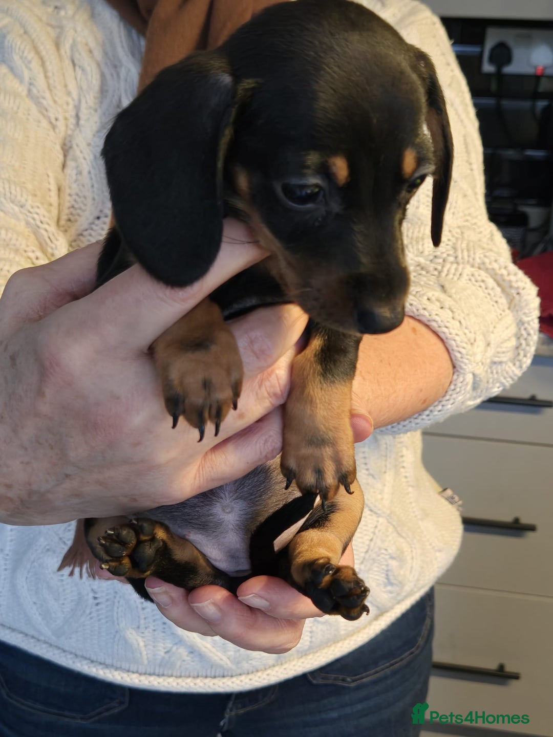 Miniature Dachshund dogs for sale: Miniature dashshund - Advert 8
