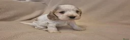 Cocker Spaniel dogs for sale: Stunning Health Tested Cocker Spaniels  - Advert 4