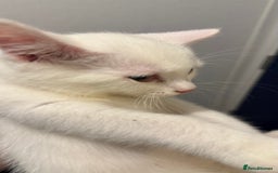 British Shorthair cats for sale: Kittens - Image 3