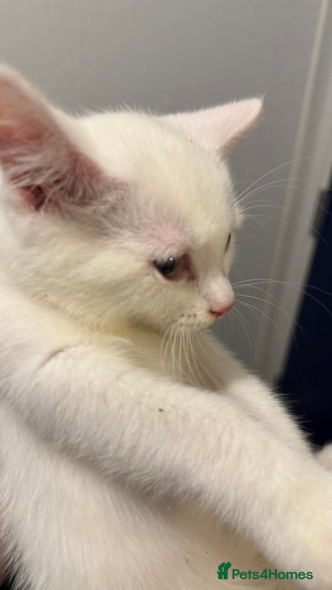 British Shorthair cats for sale: Kittens - Image 3