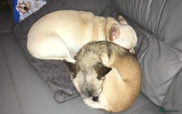 Chihuahua dogs for sale: 2 Chihuahua's needing to be re-homed - Image 2