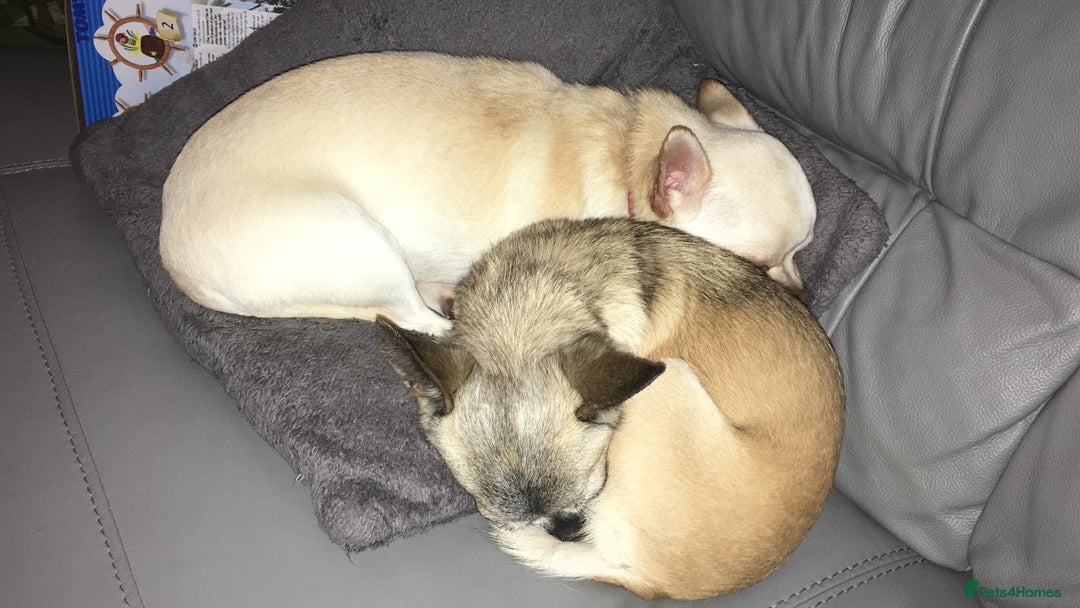 Chihuahua dogs for sale: 2 Chihuahua's needing to be re-homed - Image 2
