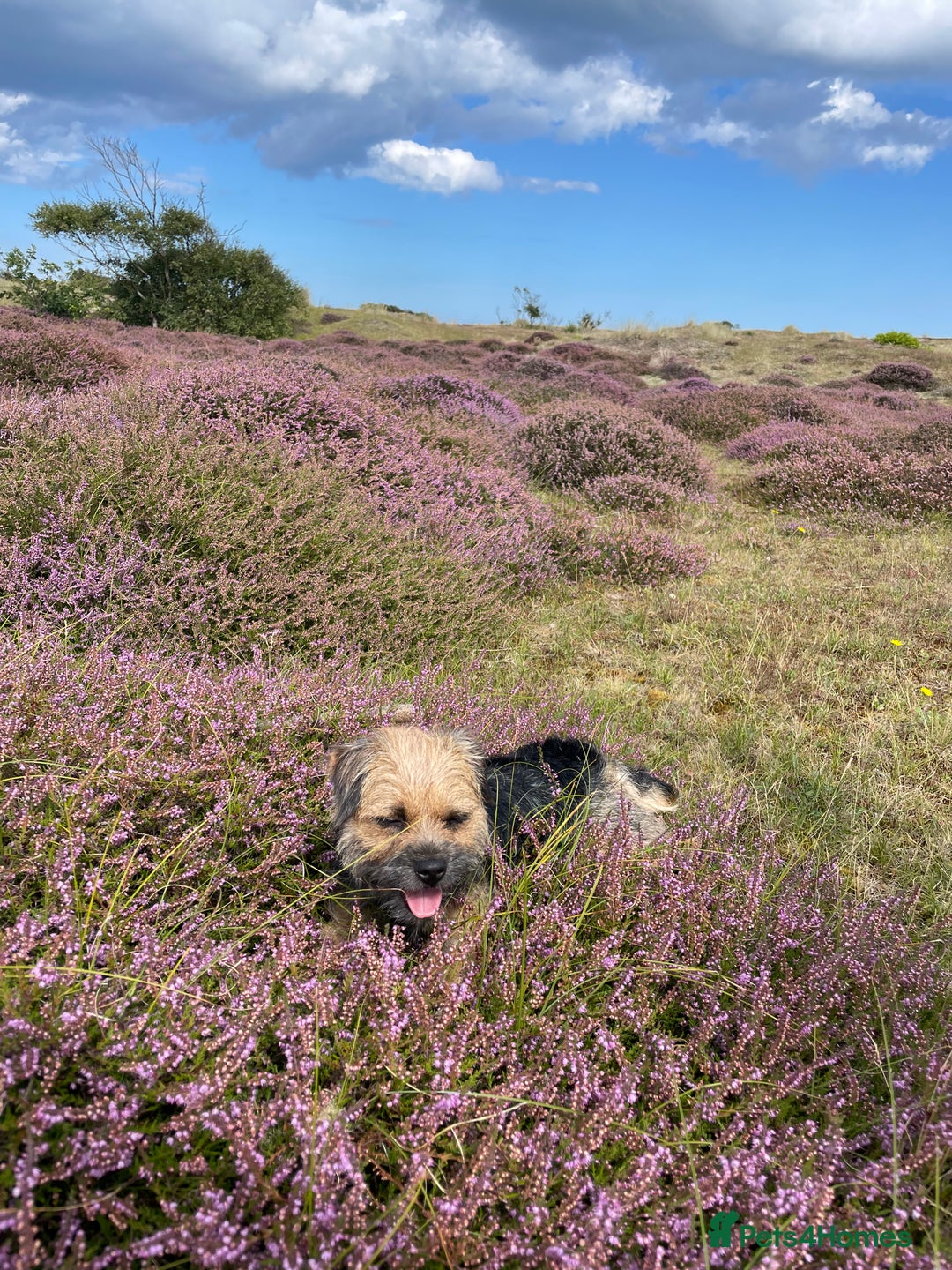 Border Terrier dogs for sale: Beautiful KC registered Border Terrier boys  - Advert 4