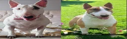 English Bull Terrier dogs for sale: KC REGISTERED ENGLISH BULL TERRIER PUPPIES  - Advert 1