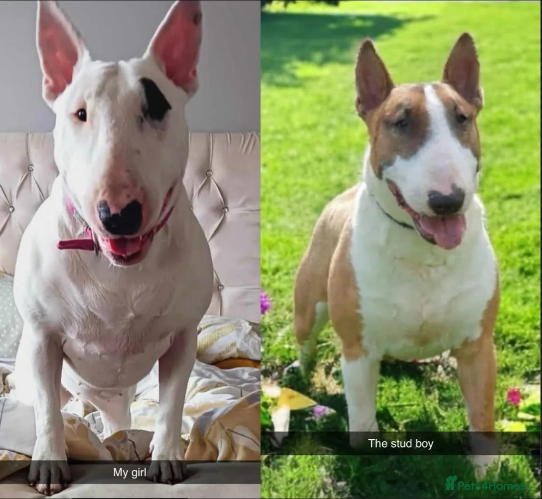 English Bull Terrier dogs for sale: KC REGISTERED ENGLISH BULL TERRIER PUPPIES  - Advert 1