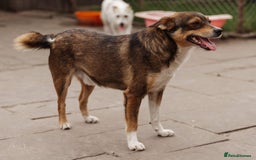 Mixed Breed dogs for adoption: 💙🐶 CHICO 🐶💙 - Image 3