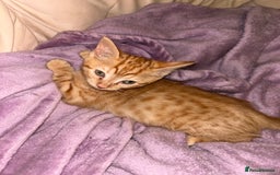 Domestic Shorthair cats for sale: 3 ginger kittens  - Image 9