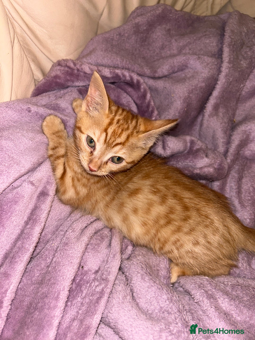 Domestic Shorthair cats for sale: 3 ginger kittens  - Image 9