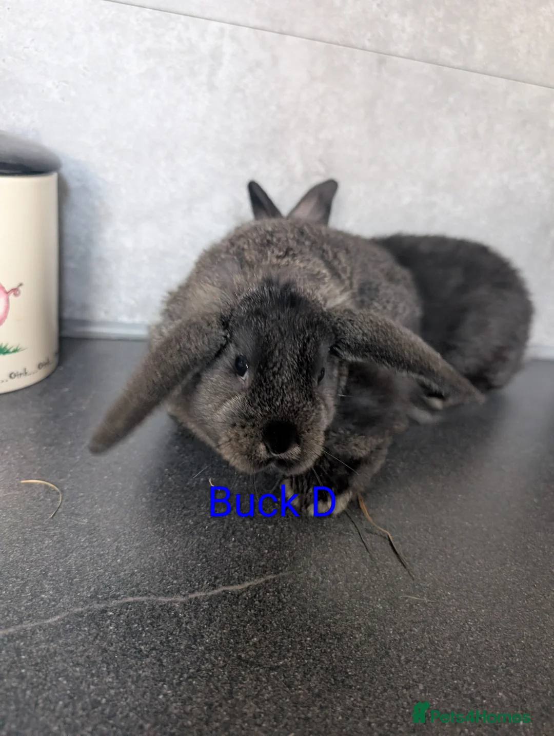 Mixed Breed rabbits for sale: Buck babies, mininlop crosses  - Advert 2