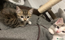 British Shorthair cats for sale: One female kitten for sale - Advert 28