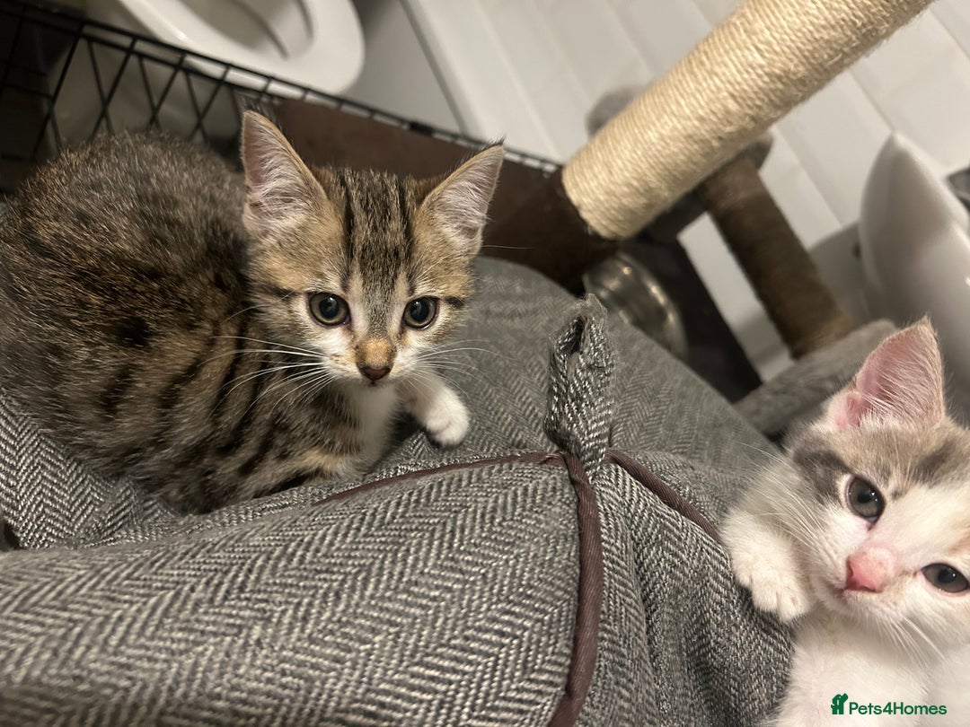 British Shorthair cats for sale: One female kitten for sale - Advert 28