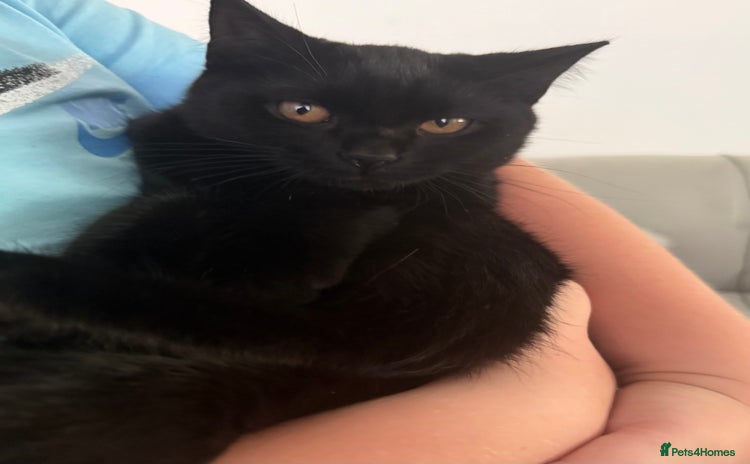 Scottish Fold cats in Chatham - Advert 12