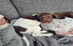 English Springer Spaniel dogs for sale: Springer spaniel puppies - Image 11