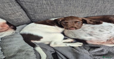 English Springer Spaniel dogs - Advert 5
