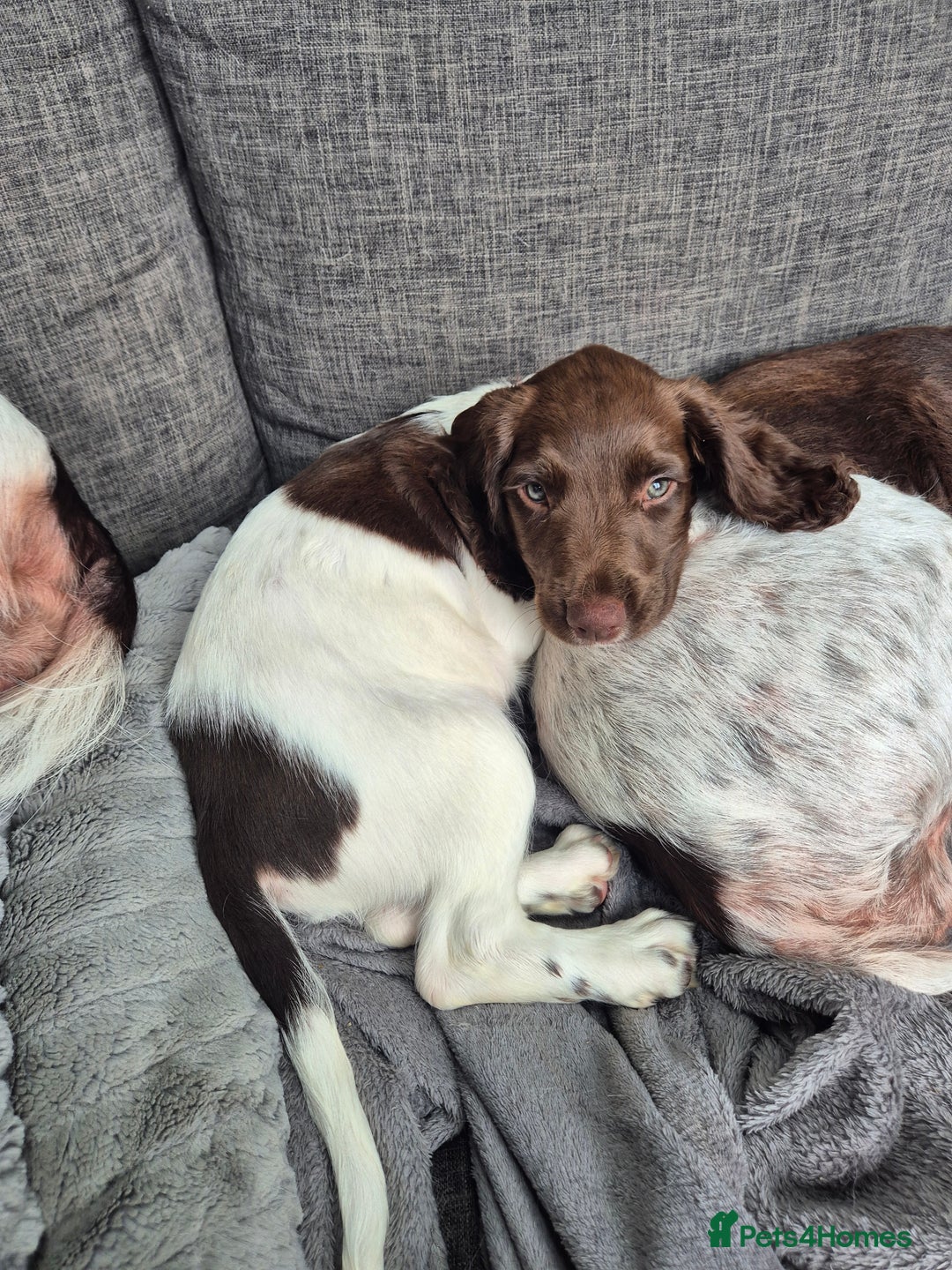 English Springer Spaniel dogs for sale: Springer spaniel puppies - Image 11