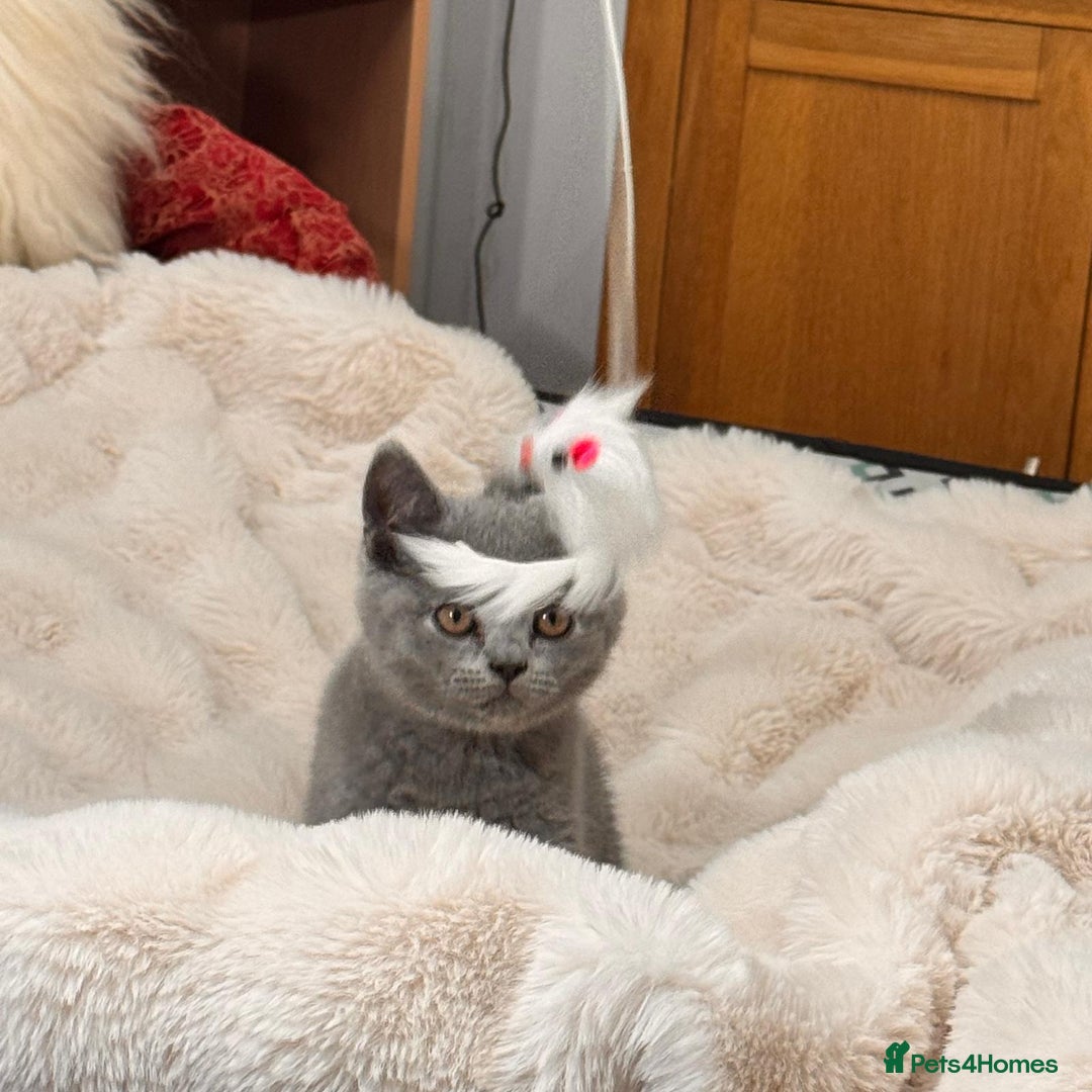 British Shorthair cats for sale: !!Champion bloodline!!GCCF British shorthair stoke - Advert 4