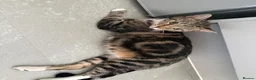 British Shorthair cats for sale: KITTENS FOR SALE (please read advert) - Advert 1
