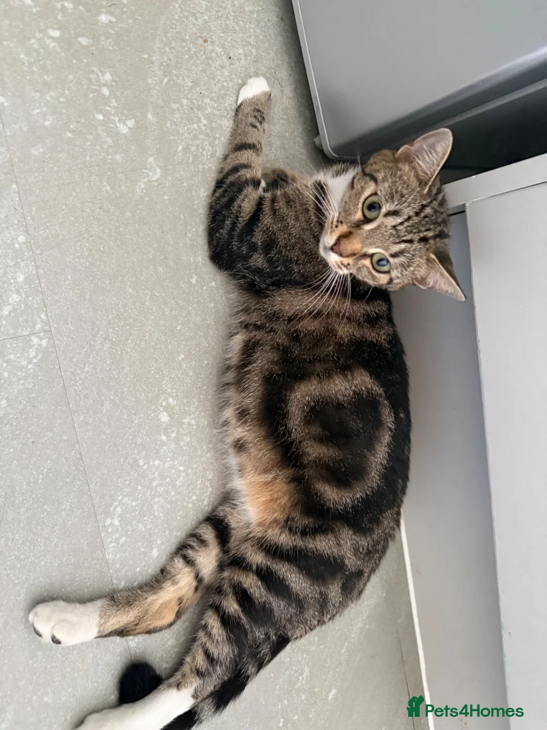 British Shorthair cats for sale: KITTENS FOR SALE (please read advert) - Advert 1