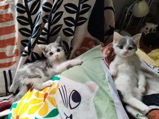 Mixed Breed cats Mixed breed kittens - Advert 3