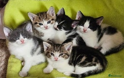 Domestic Shorthair cats for sale: 5 female Tabby Kittens - Image 1
