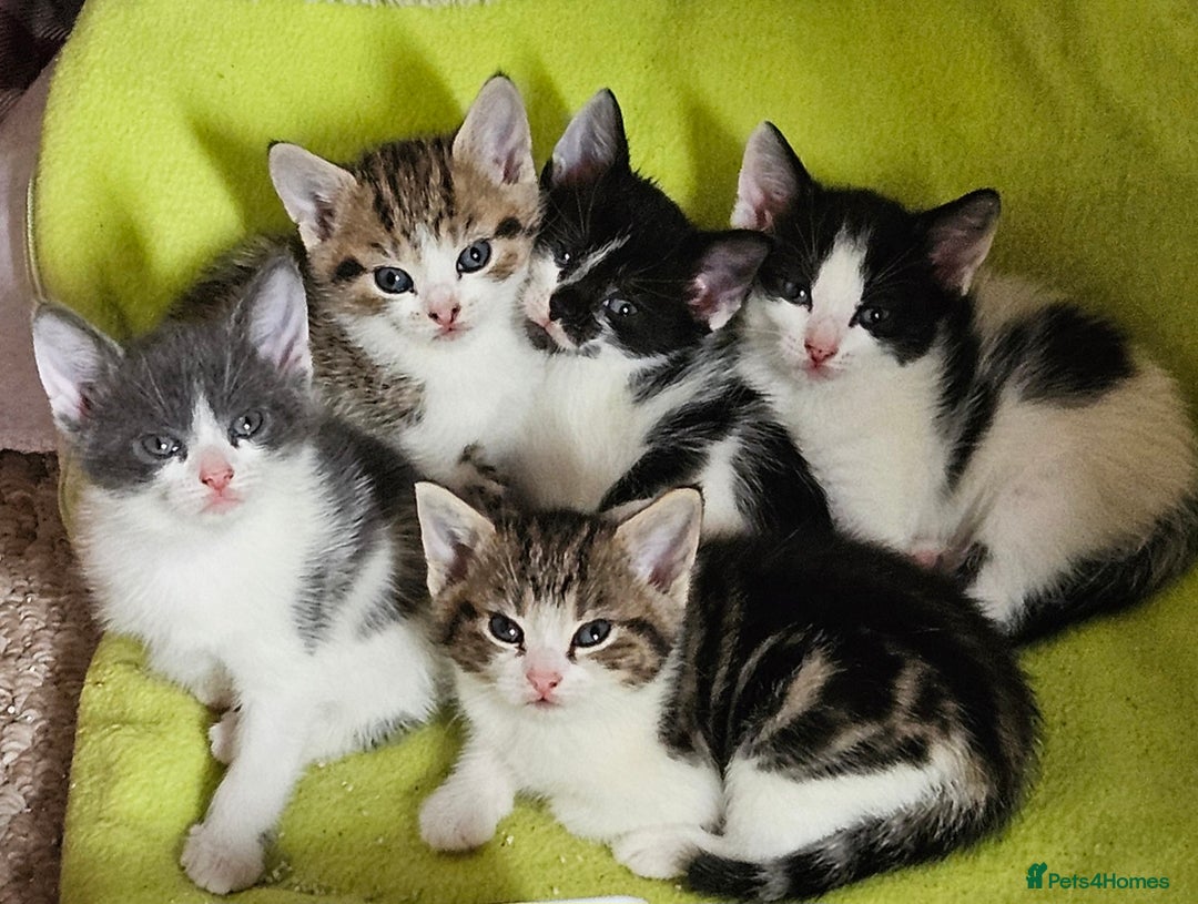 Domestic Shorthair cats for sale: 5 female Tabby Kittens - Image 1