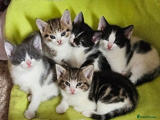 Domestic Shorthair cats - Advert 12