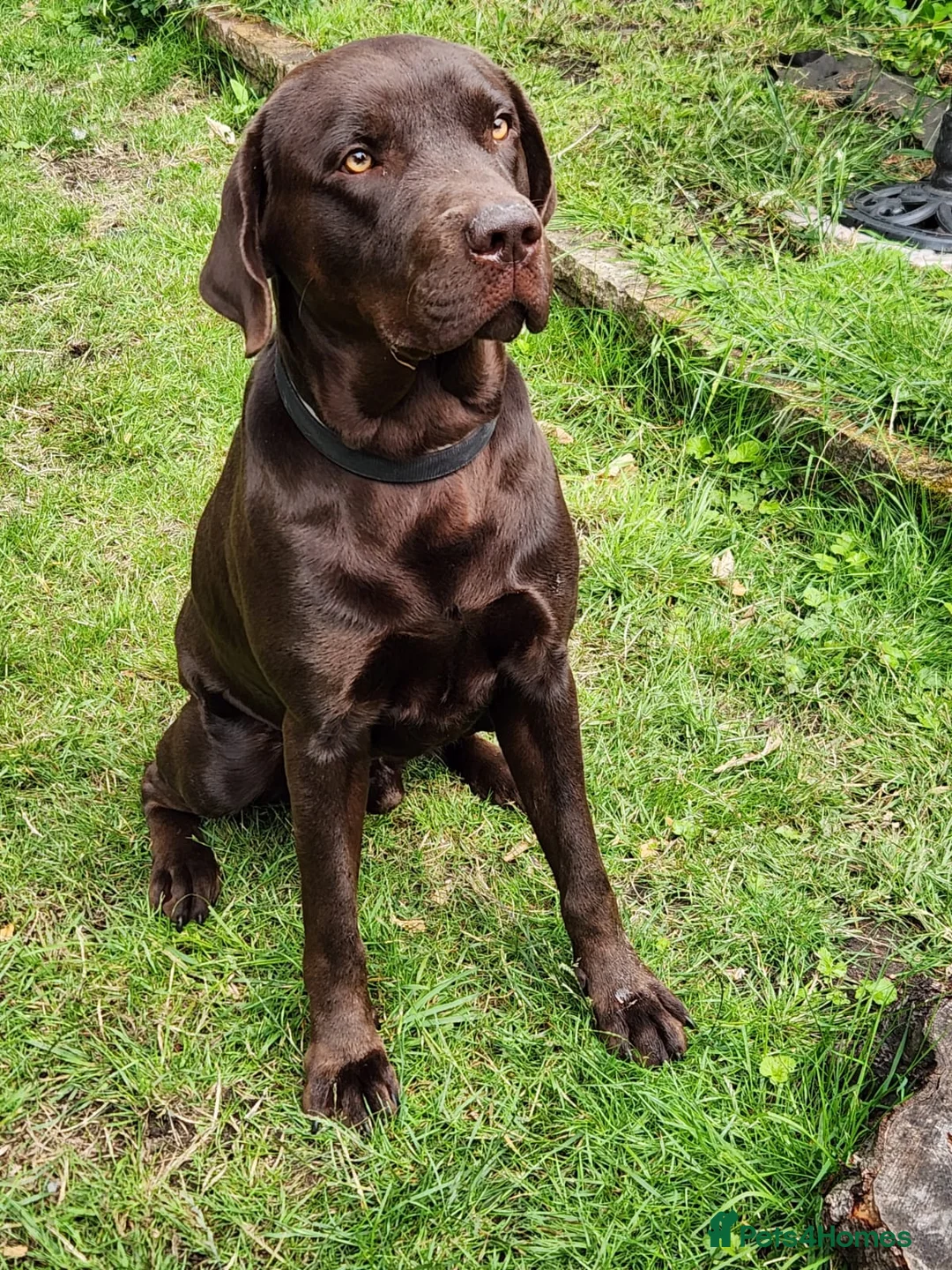 Labrador Retriever dogs for stud: Chocolate Labrador 1st time studding out. - Advert 5