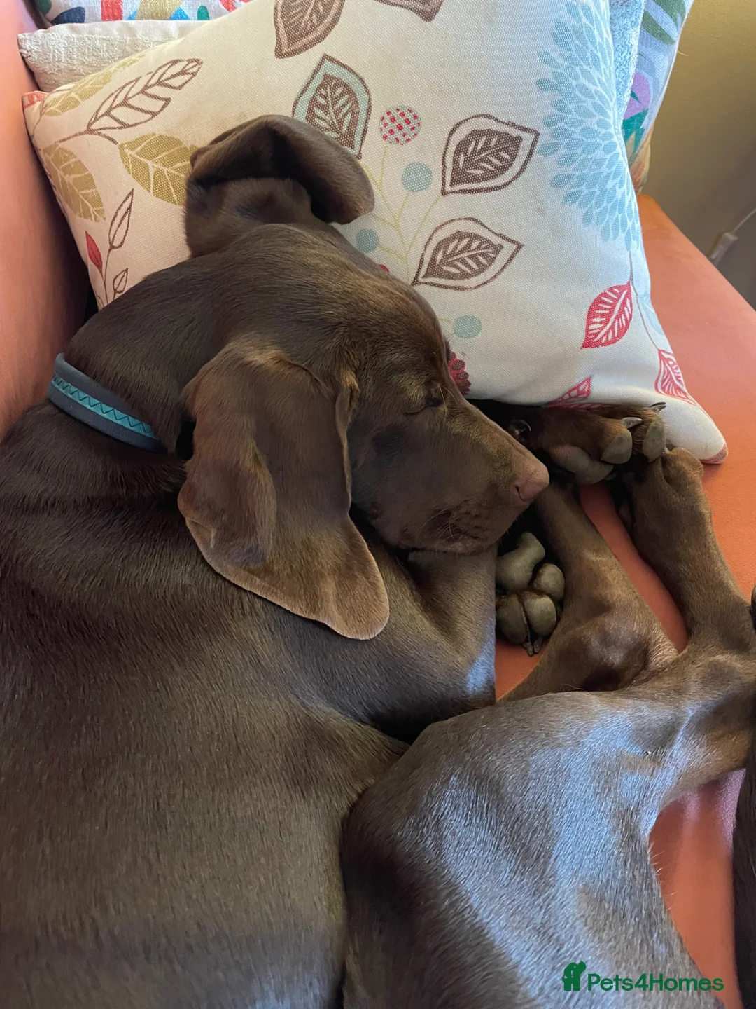 Mixed Breed dogs for sale: Lovable 6month old vizsla cross pointer pup  - Advert 1