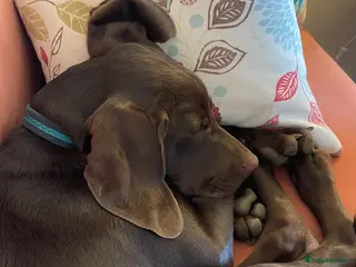 Mixed Breed dogs Lovable 6month old vizsla cross pointer pup - Advert 18